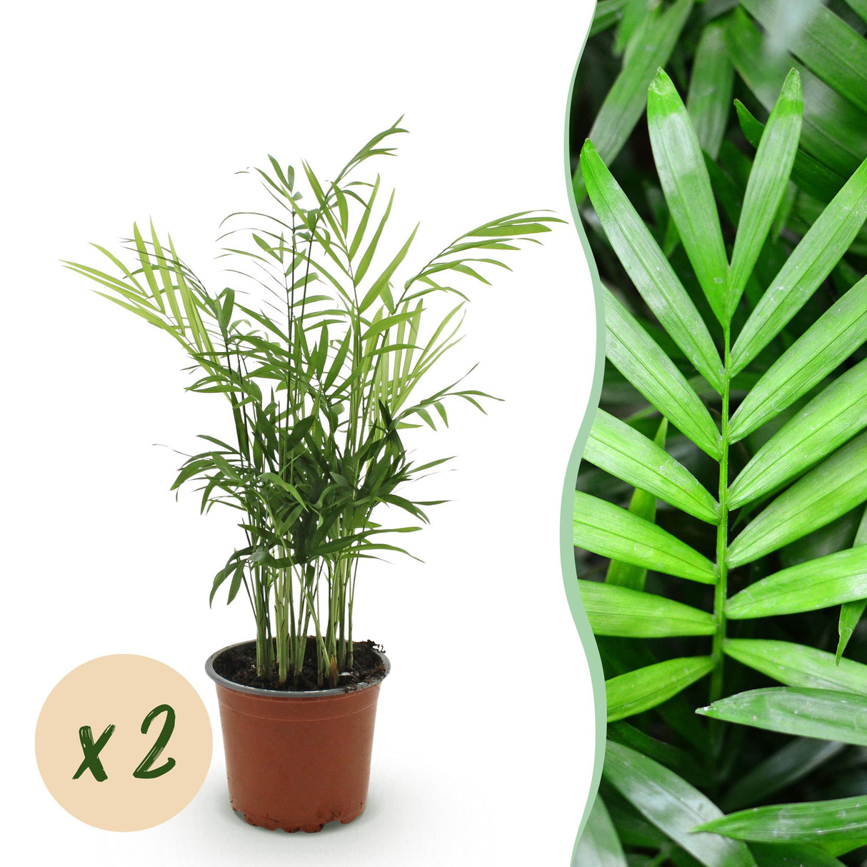 Livraison plante Chamaedorea elegans