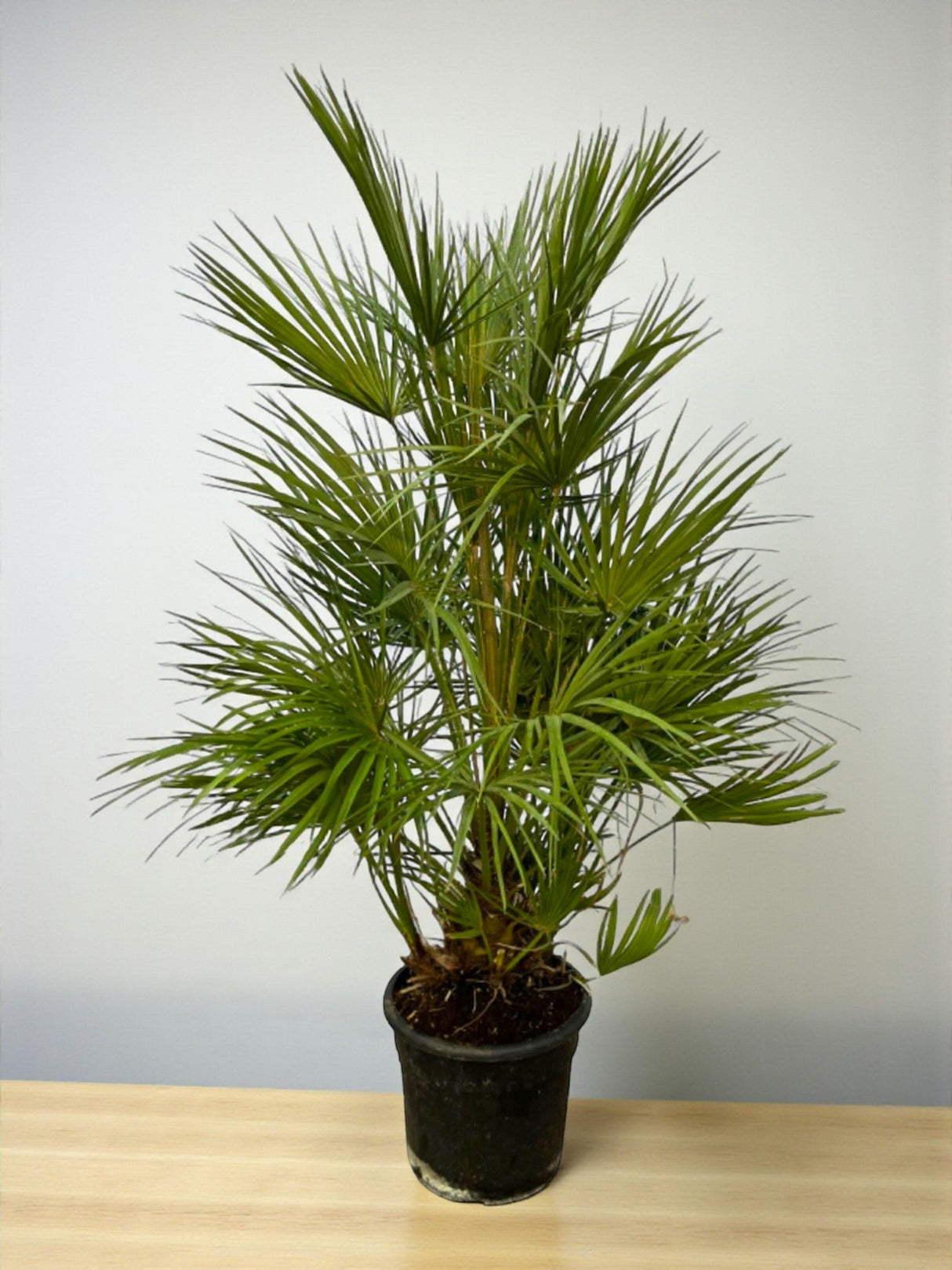Livraison plante Chamaerops Humilis