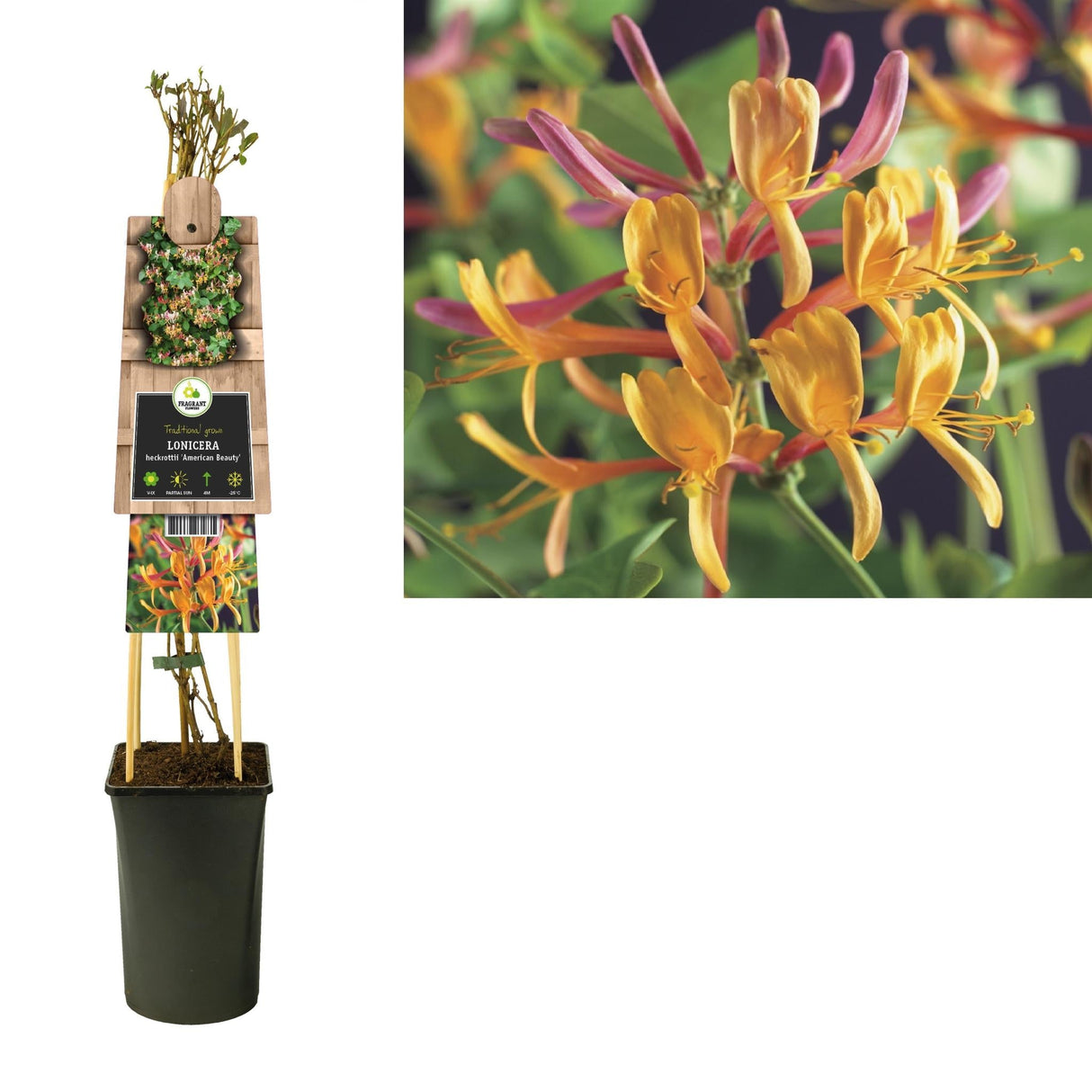 Livraison plante Chèvrefeuille American beauty d17cm h75cm