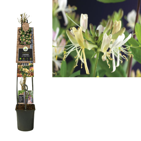 Livraison plante Chèvrefeuille Belgica select d23cm h115cm