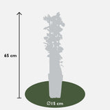 Livraison plante Chèvrefeuille des bois 'imperial' - ↨65cm - Ø15 - plante d'extérieur grimpante