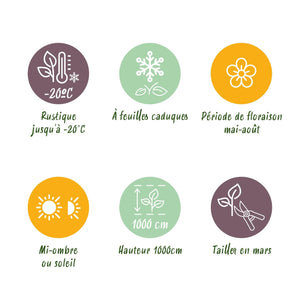 Livraison plante Chèvrefeuille Lonicera henryi – Lot de 2 – Hauteur 40 cm