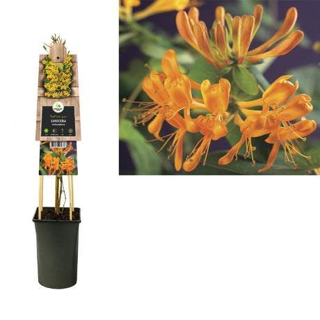 Livraison plante Chèvrefeuille orangé d17cm h75cm