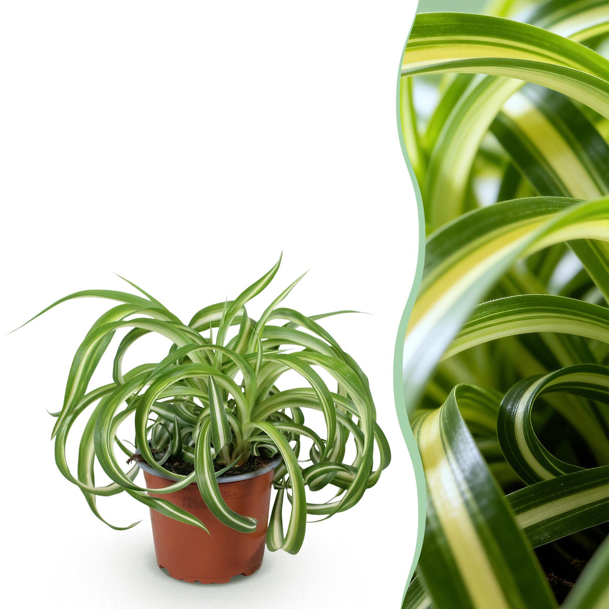 Livraison plante Chlorophytum comosum Bonnie