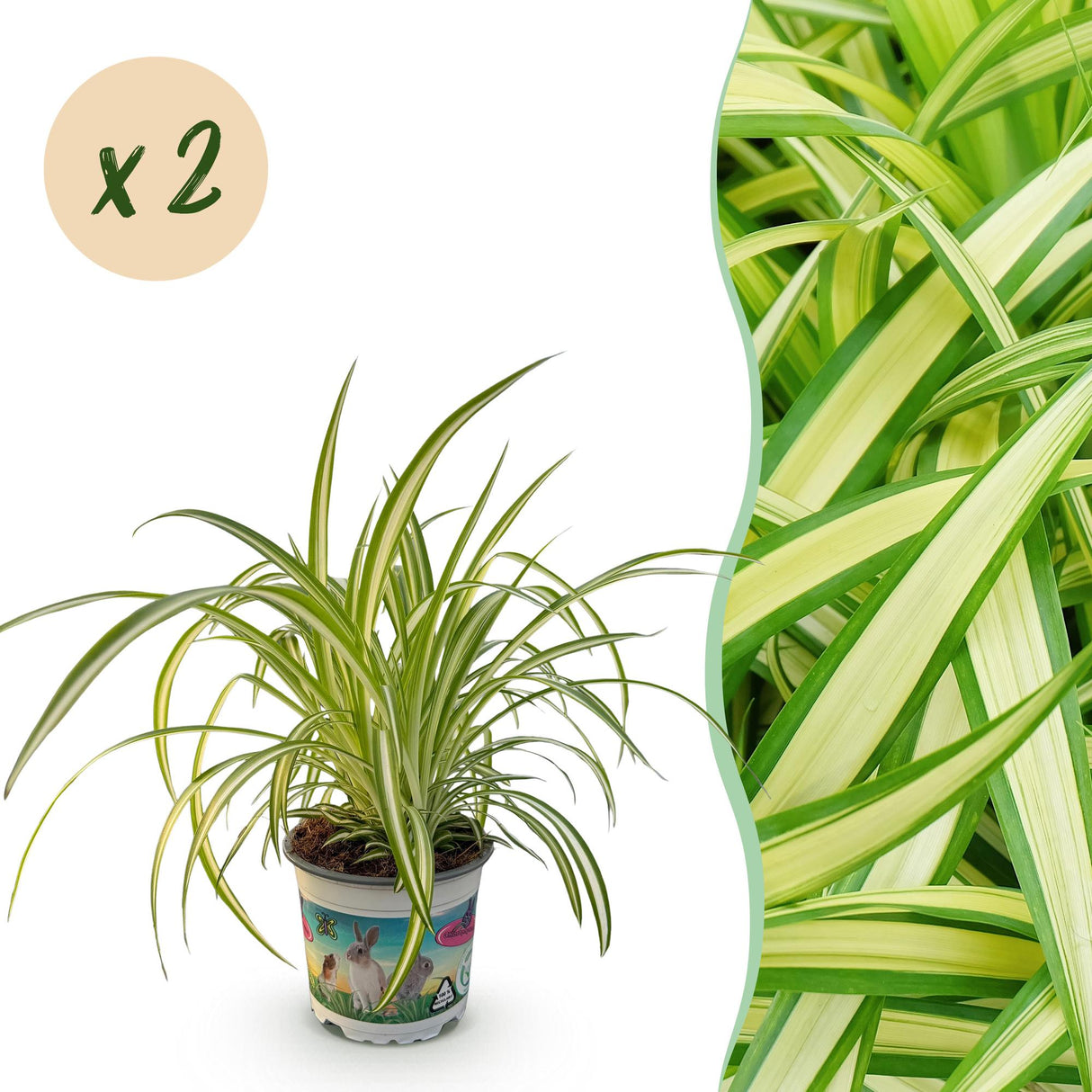 Livraison plante Chlorophytum comosum Variegatum
