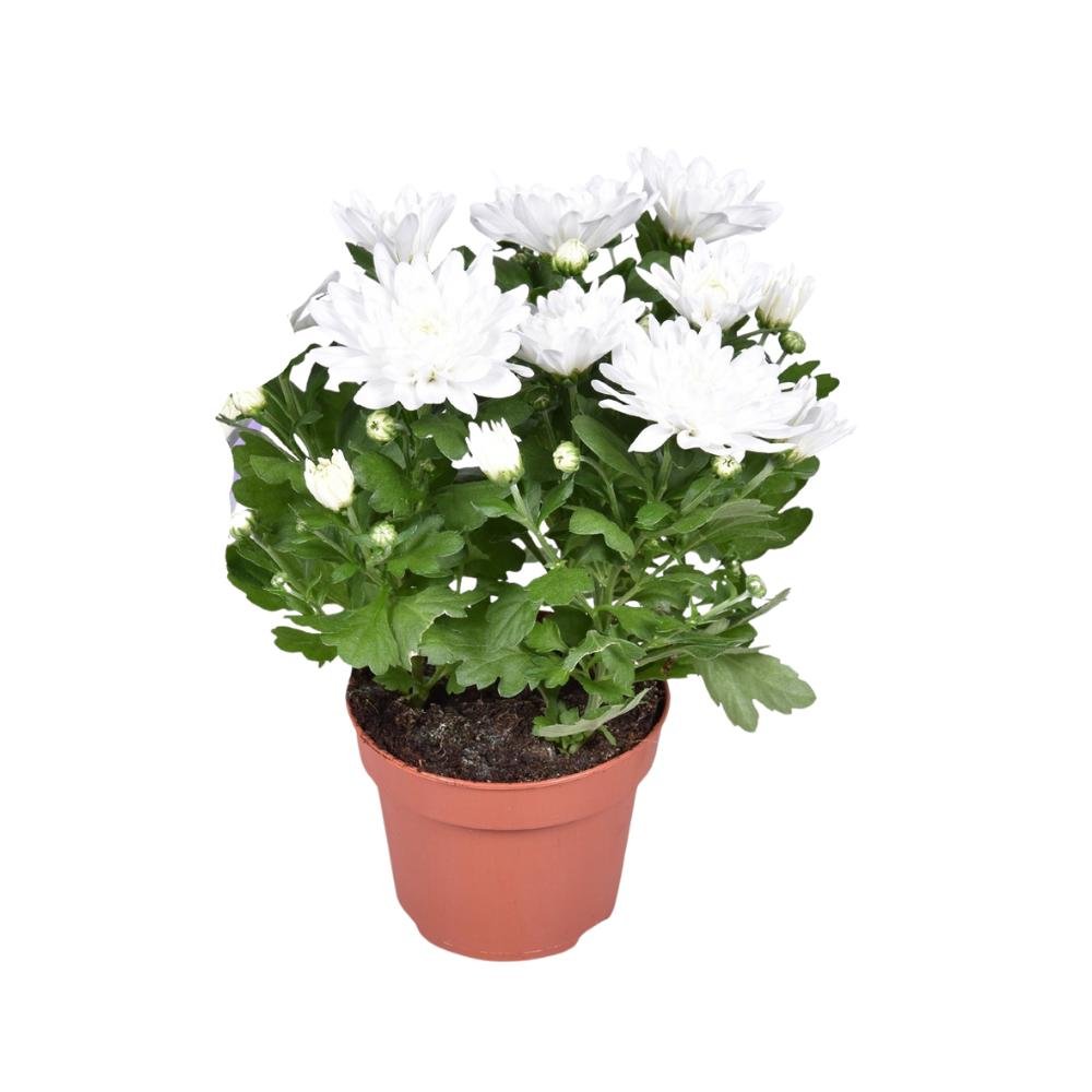 Livraison plante Chrysanthème blanc
