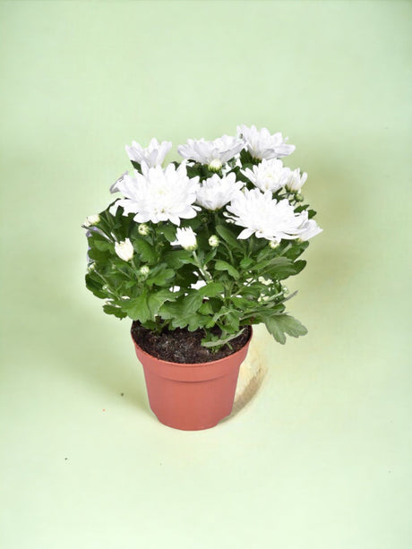 Livraison plante Chrysanthème blanc