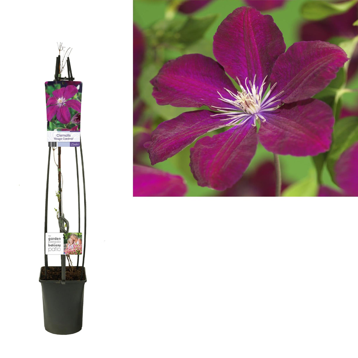 Livraison plante Clematis 'Rouge Cardinal'