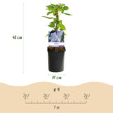 Livraison plante Clématite Blue Angel – Lot de 2 – Pot 11 cm – Hauteur 40 cm