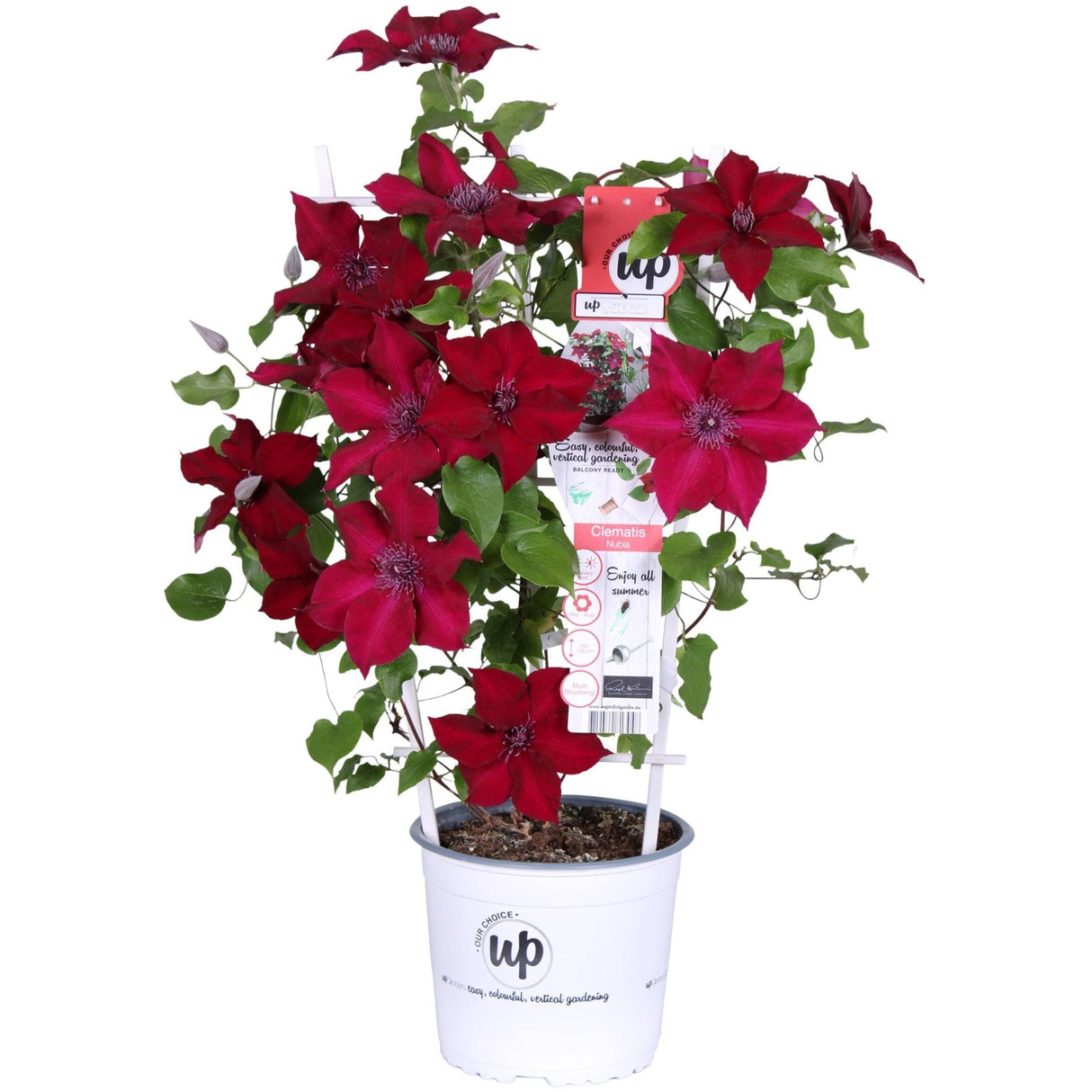 Livraison plante Clematite Boulevard® Nubia ™ - ↨70cm - Ø19 - plante d'extérieur fleurie grimpante