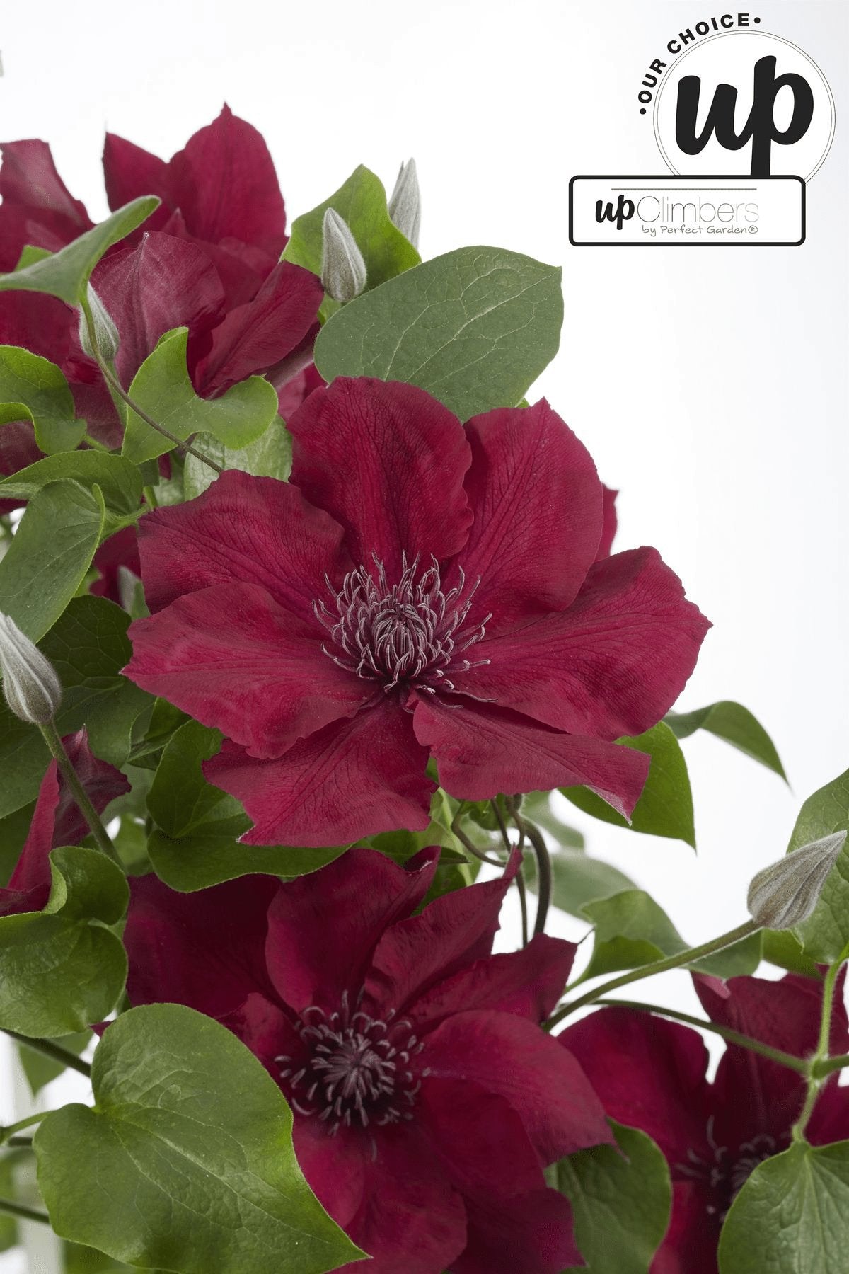 Livraison plante Clematite Boulevard® Nubia ™ - ↨70cm - Ø19 - plante d'extérieur fleurie grimpante