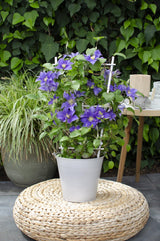 Livraison plante Clematite Boulevard® Olympia ™ - ↨70cm - Ø19 - plante d'extérieur fleurie grimpante