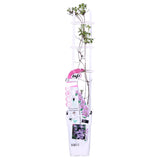 Livraison plante Clematite Boulevard® Yuan ™ - ↨65cm - Ø15 - plante grimpante fleurie