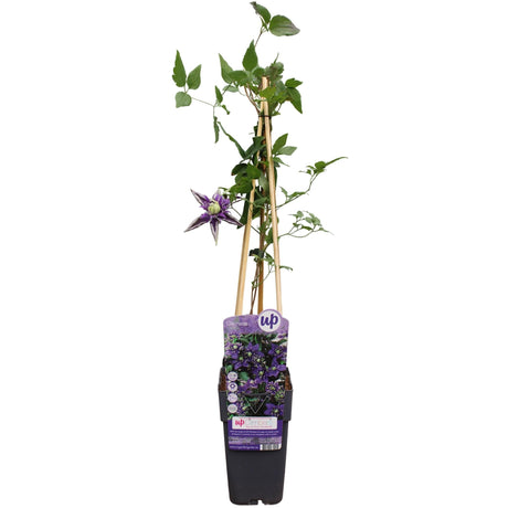 Livraison plante Clematite Florida 'Taiga' - ↨65cm - Ø15 - plante grimpante fleurie