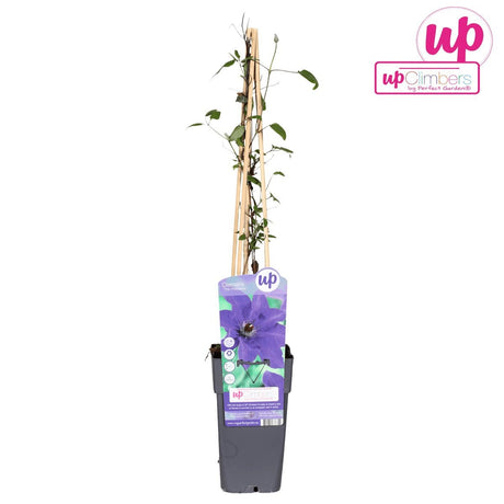 Livraison plante Clematite le président - ↨65cm - Ø15 - plante d'extérieur fleurie