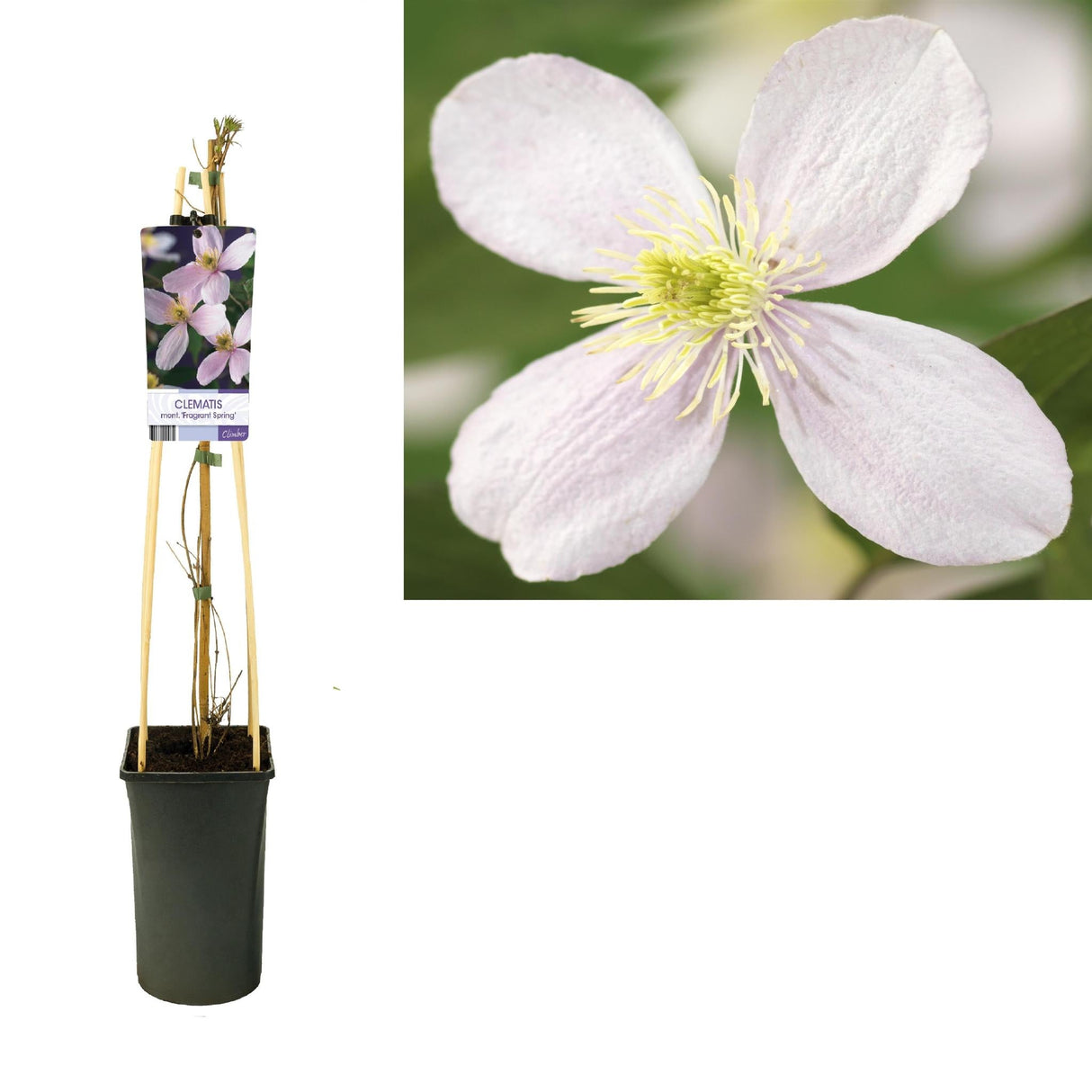 Livraison plante Clematite montana du printemps d17cm h75cm