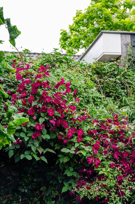 Livraison plante Clematite Rouge Cardinal - ↨65cm - Ø15 - plante d'extérieur fleurie grimpante