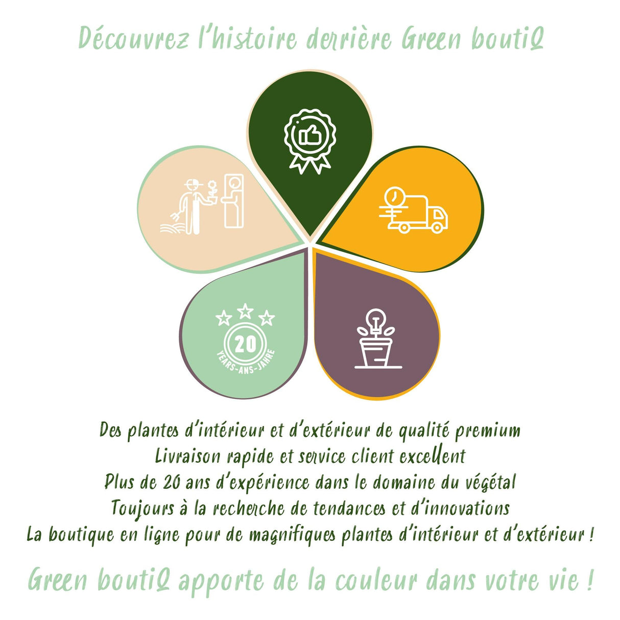 Livraison plante Clématite The President – Lot de 2 – Hauteur 40 cm