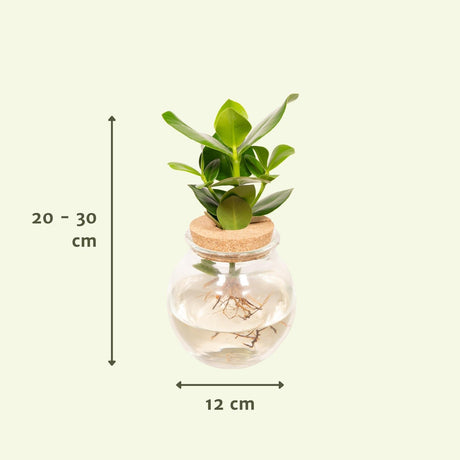 Livraison plante Clusia en hydroculture et son vase en verre et son bouchon de liège - h30cm, Ø12cm