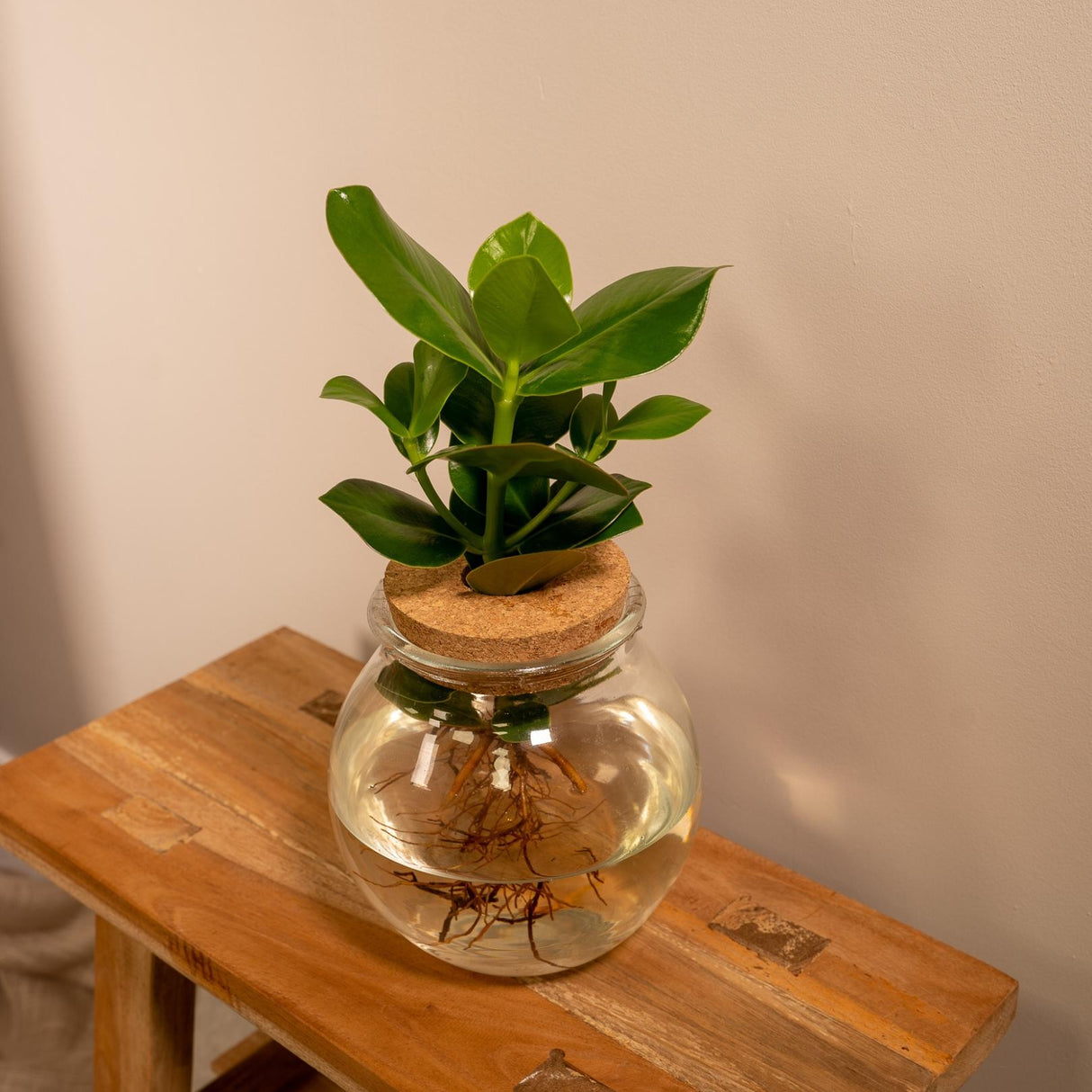 Livraison plante Clusia en hydroculture et son vase en verre et son bouchon de liège - h30cm, Ø12cm