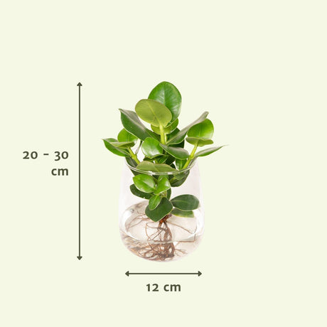 Livraison plante Clusia en hydroculture et son vase en verre - h30cm, Ø12cm