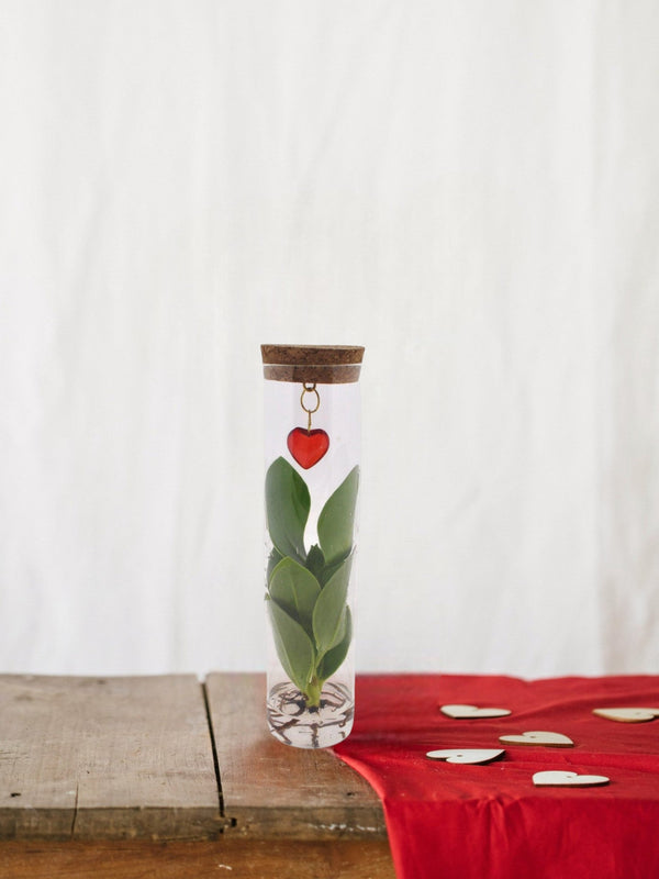 Livraison plante Clusia en tube et bijou coeur