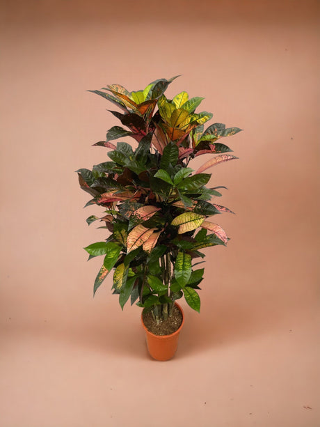 Livraison plante Codiaeum Croton Iceton