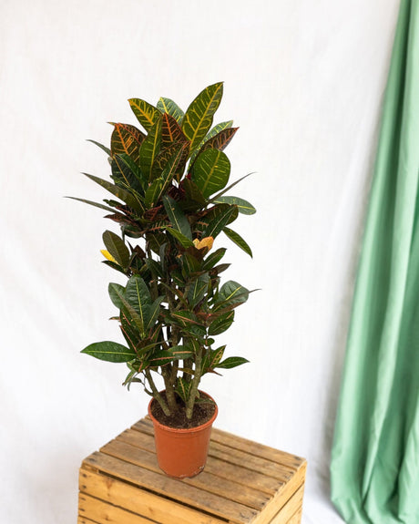 Livraison plante Codiaeum croton Petra