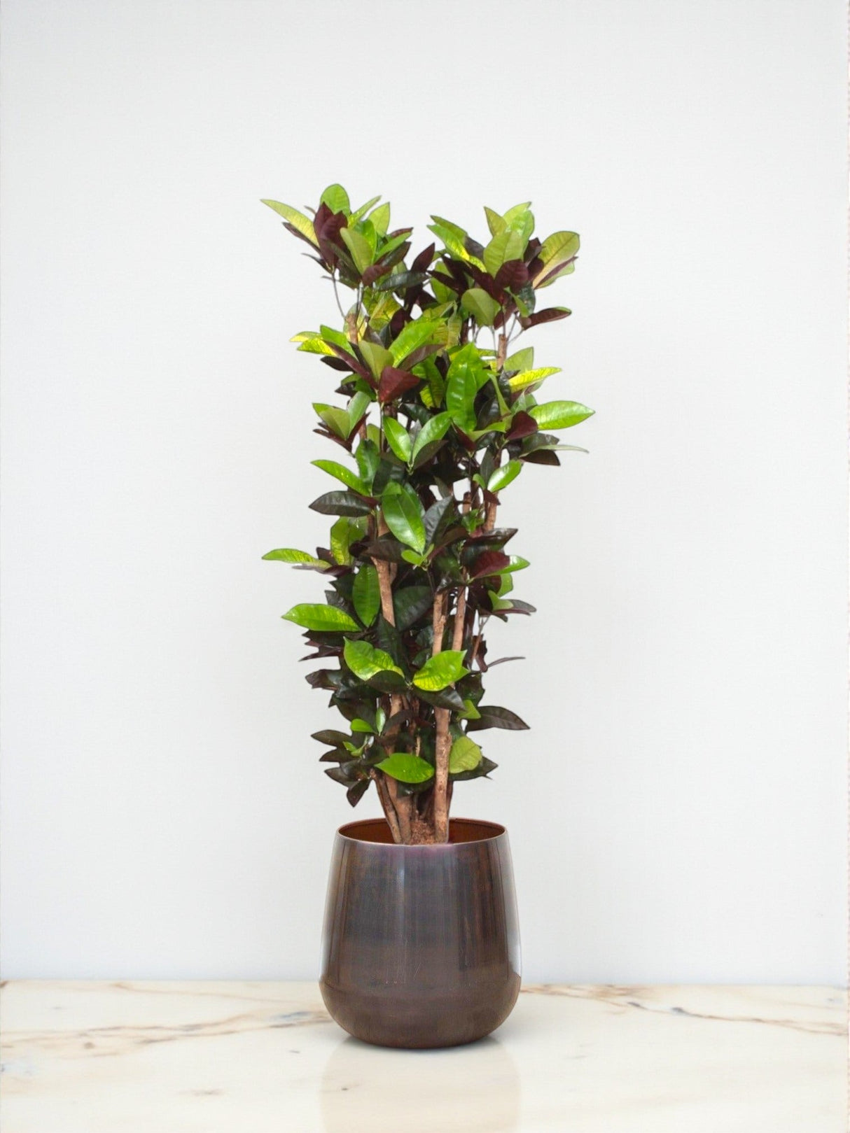 Livraison plante Codiaeum Iceton croton