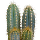 Livraison plante Coffret cactus et ses caches - pots blancs - Lot de 3 plantes, h18cm