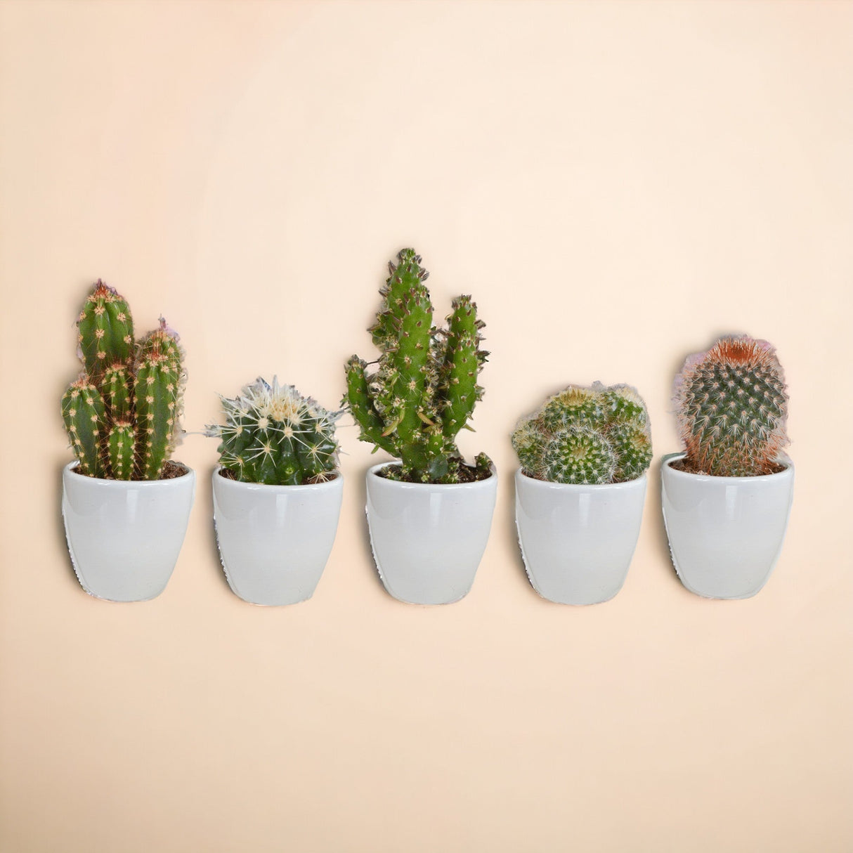 Livraison plante Coffret cactus et ses caches - pots blancs - Lot de 5 plantes, h40cm