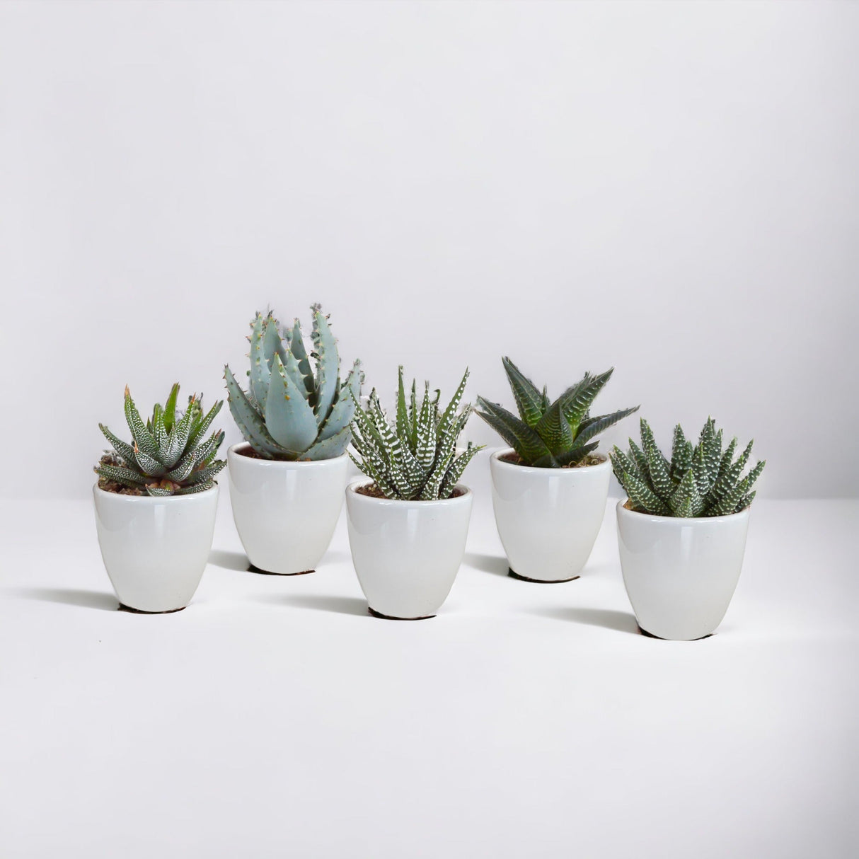 Livraison plante Coffret cactus et ses caches - pots blancs - Lot de 5 plantes, h40cm