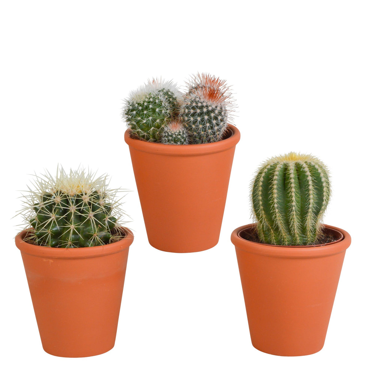 Livraison plante Coffret cadeau cactus et ses caches - pots terracotta - Lot de 3 plantes, h16cm