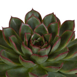 Livraison plante Coffret cadeau echeveria et ses caches - pots blancs - Lot de 3 plantes, h21cm