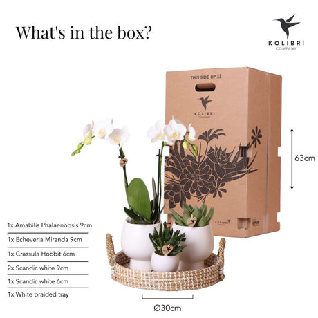 Livraison plante Coffret Cadeau Scandic : Orchidée Phalaenopsis Blanche et Plantes Succulentes