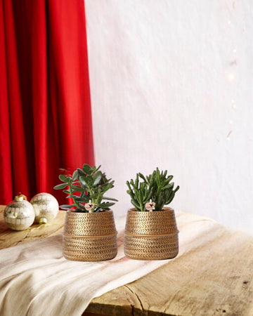 Confezione regalo succulenta e fioriere dorate - Set di 2, h20 cm