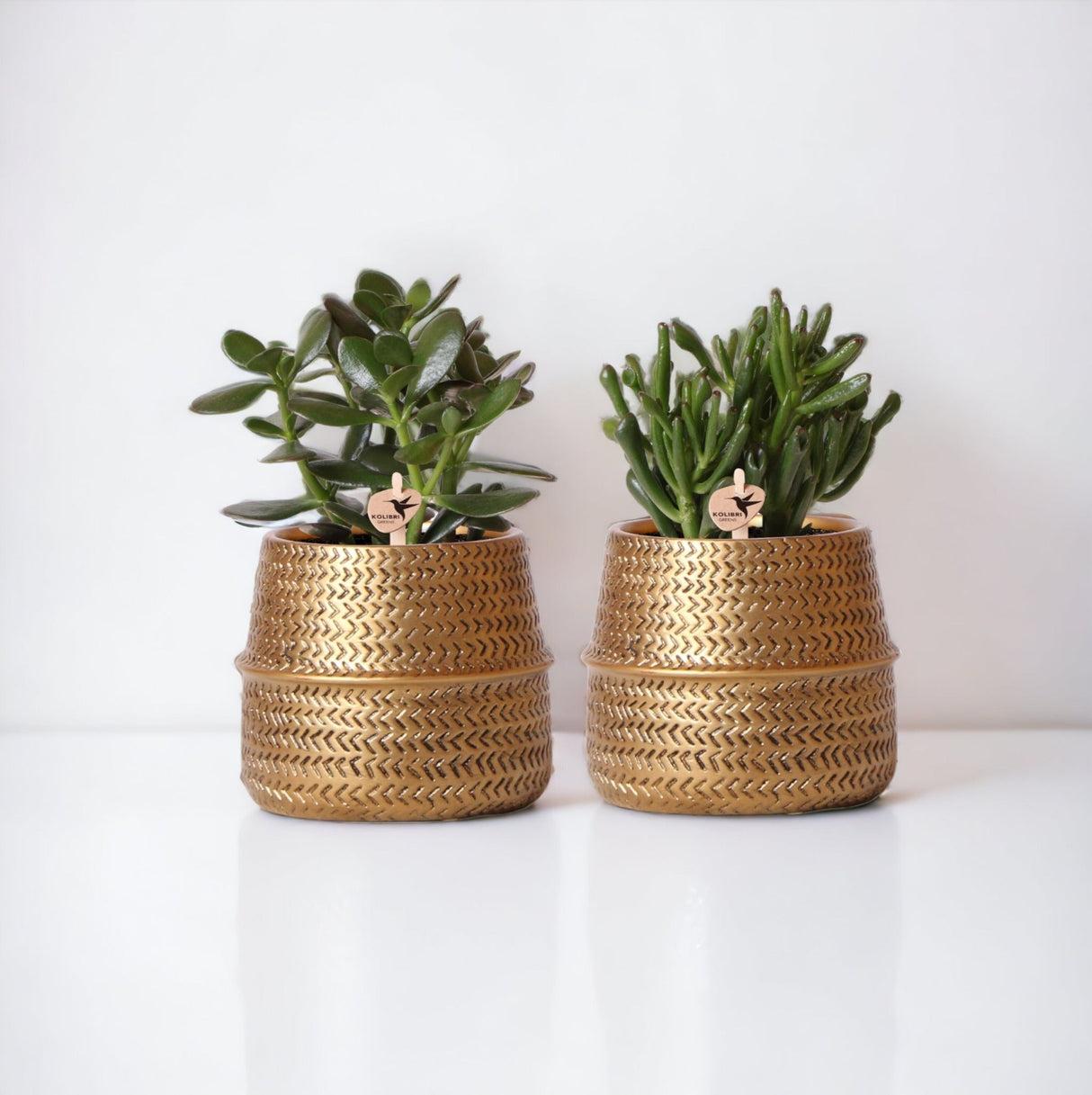 Livraison plante Coffret cadeau succulente et ses caches - pots dorés - Lot de 2, h20cm