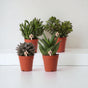 Livraison plante Coffret cadeau succulente - Lot de 4 plantes, h20cm