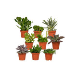 Livraison plante Coffret cadeau succulentes - Lot de 9 plantes, h10cm