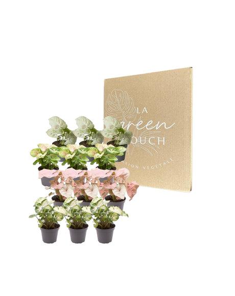 Livraison plante Coffret cadeau Syngonium - Lot de 12 plantes