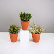 Livraison plante Coffret Crassula et ses caches - pots terracotta - Lot de 3 plantes, h18cm