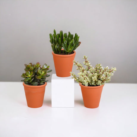 Livraison plante Coffret Crassula et ses caches - pots terracotta - Lot de 3 plantes, h18cm