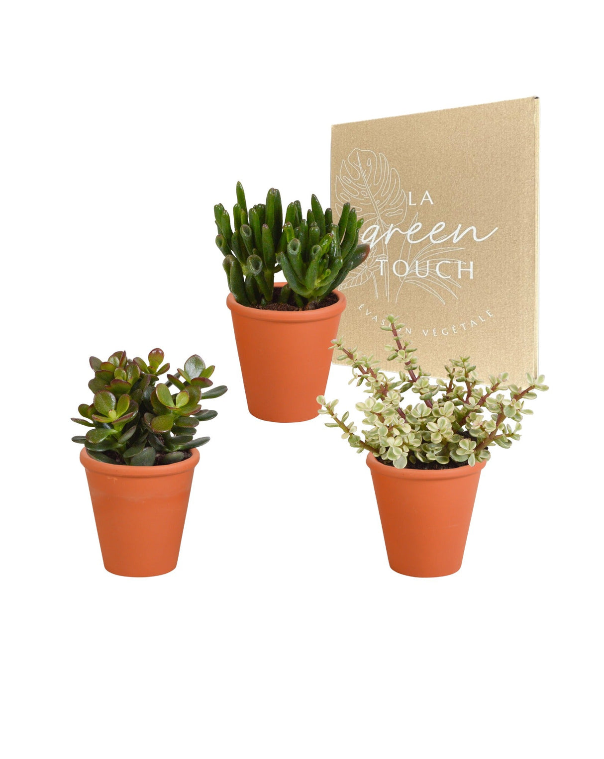 Livraison plante Coffret Crassula et ses caches - pots terracotta - Lot de 3 plantes, h18cm