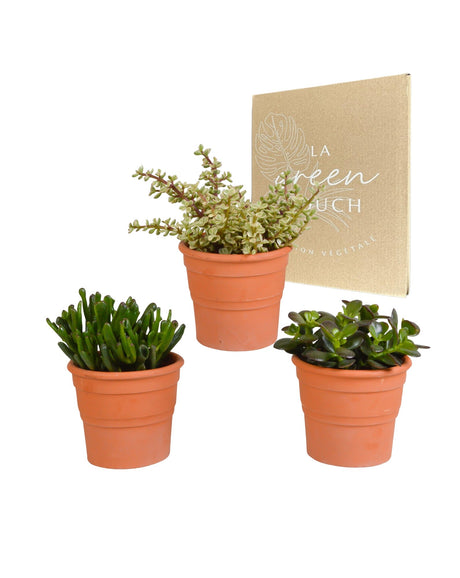 Livraison plante Coffret crassula et ses caches - pots terracotta - Lot de 3 plantes, h21cm