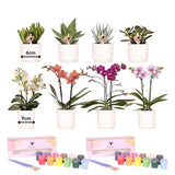 Livraison plante Coffret Créatif Visionnaire 8 : Orchidées & succulentes