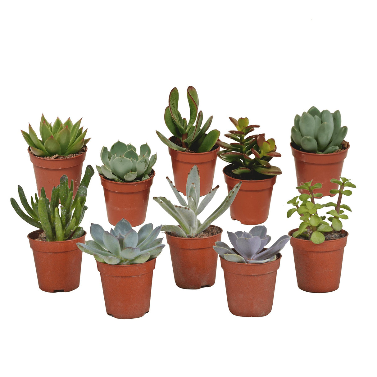 Livraison plante Coffret de Cactus & Succulentes