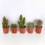 Livraison plante Coffret de Cactus & Succulentes