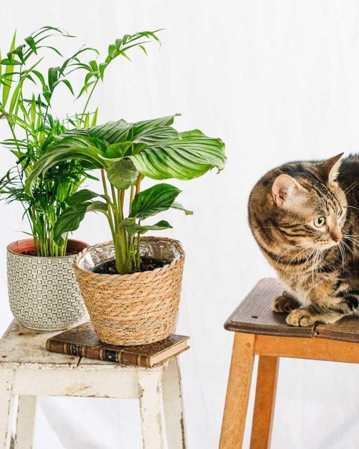 Livraison plante Coffret de Plantes Pets Friendly