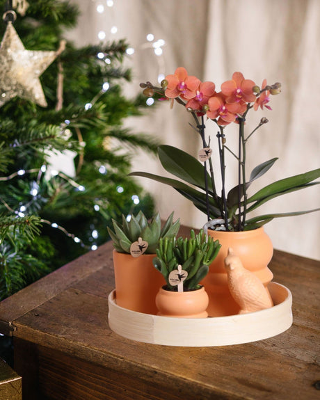 Livraison plante Coffret d'Orchidée Phalaenopsis orange et plantes grasses et ses caches - pots en céramique