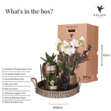 Livraison plante Coffret Home Hub | Orchidée Phalaenopsis et Plantes Succulentes